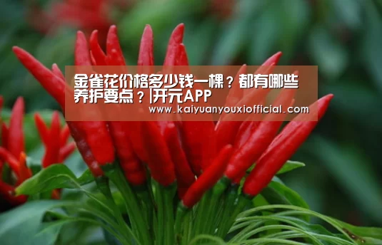 金雀花价格多少钱一棵?都有哪些养护要点?|开元APP(图1) 开元APP
