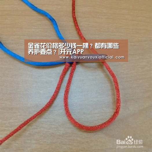 金雀花价格多少钱一棵?都有哪些养护要点?|开元APP(图3) 开元体育