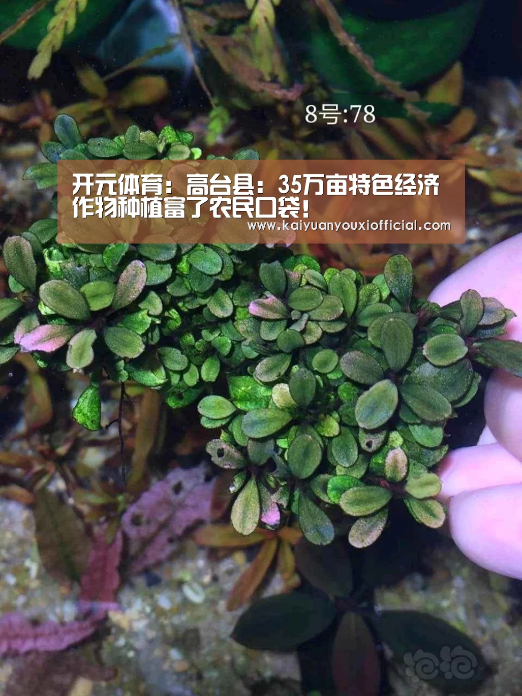 开元棋牌
